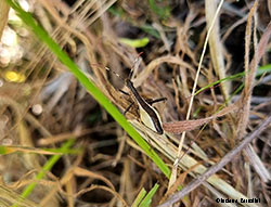  femmina di Micrelytra fossularum