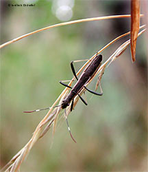 Alydidae Micrelytra fossularum maschio