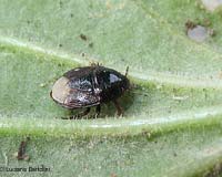 Microporus nigritus