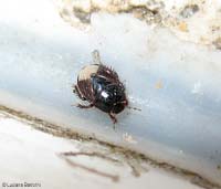 Microporus nigritus