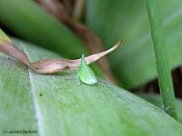 Ninfa Dictyophara Europea