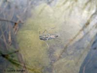 Notonecta sp. Notonecta sp.
