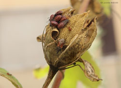 Oxycarenus lavaterae su boccio di Ibisco