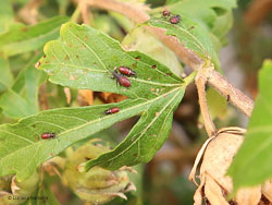 Oxycarenus lavaterae