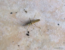 Nabis gracilis