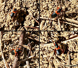 Prostemma guttula Prostemma guttula