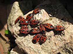 Gruppo di Pyrrhocoris apterus che si scaldano al sole