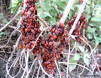 Pyrrhocoris apterus Pyrrhocoris apterus