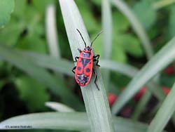 Pyrrhocoris apterus