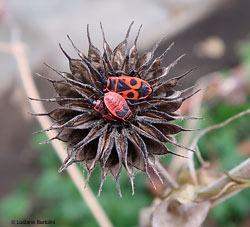 Pyrrhocoris apterus la cimice rossa e nera Pyrrhocoris apterus la cimice rossa e nera