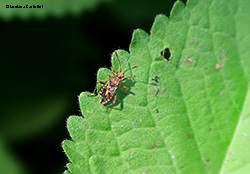 Rhopalus subrufus Rhopalus subrufus