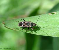 Rhyparochromus vulgaris