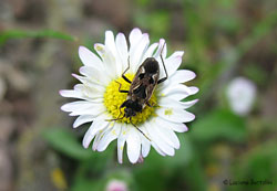 Rhyparochromus sp.