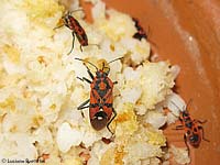 Spilostethus pandurus su della mollica di pane