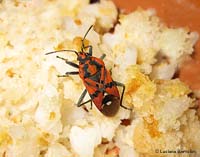 Spilostethus pandurus