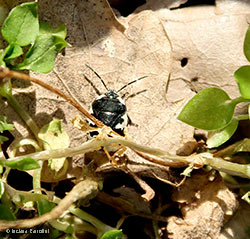 tritomegas bicolor