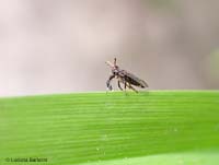 Asiraca flavicornis di profilo Asiraca flavicornis