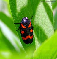 Cercopis sanguinolenta