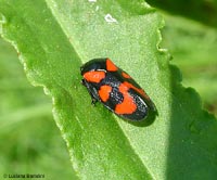 Cercopis