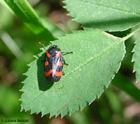 Cercopis