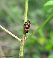 Cercopis