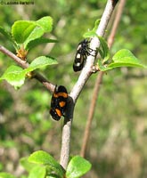 Cercopis sp.