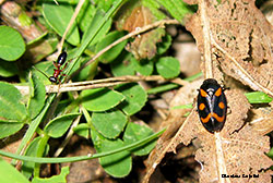 Cercopis sanguinolenta