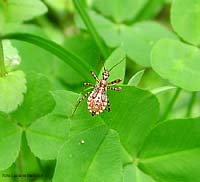 Neanide di Sphedanolestes cingulatus