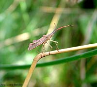 Coreidae