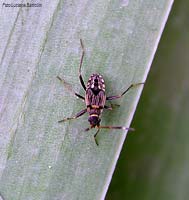 Giovane di Lygaeidae