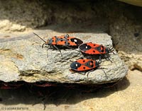 incontro tra Lygaeidae