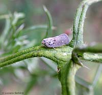 metcalfa pruinosa