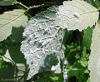 neanidi di metcalfa pruinosa
