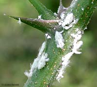 neanidi di metcalfa pruinosa neanidi di metcalfa pruinosa