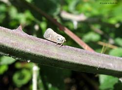 Metcalfa pruinosa Metcalfa pruinosa