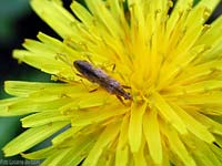 Nabis punctatus Nabis punctatus