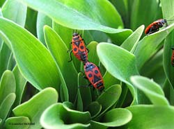 Pyrrhocoris apterus in accoppiamento