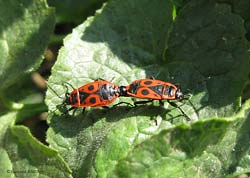 Pyrrhocoris apterus in accoppiamento
