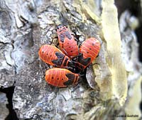 gruppo di Pyrrhocoris apterus giovani
