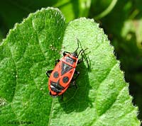 Pyrrhocoris apterus