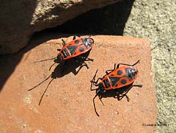 Pyrrhocoris apterus