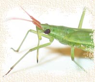 trigonotylus caelestialium trigonotylus caelestialium