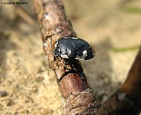 tritomegas bicolor