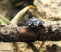 tritomegas bicolor