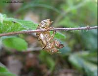 Esoscheletro di una cicada orni