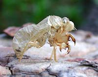 Esoscheletro di cicada - involucro ninfale