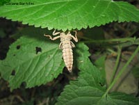 esoscheletro di una libellula