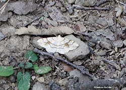 Adactylotis contaminaria
