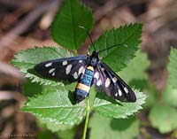 Syntomis phegea