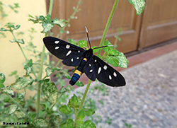 Amata phegea